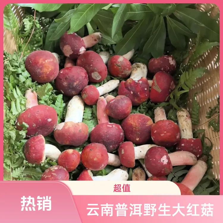【野生大红菇月子菇】云南新鲜红菇正宗菌蘑菇煲汤素食菌奶浆菌