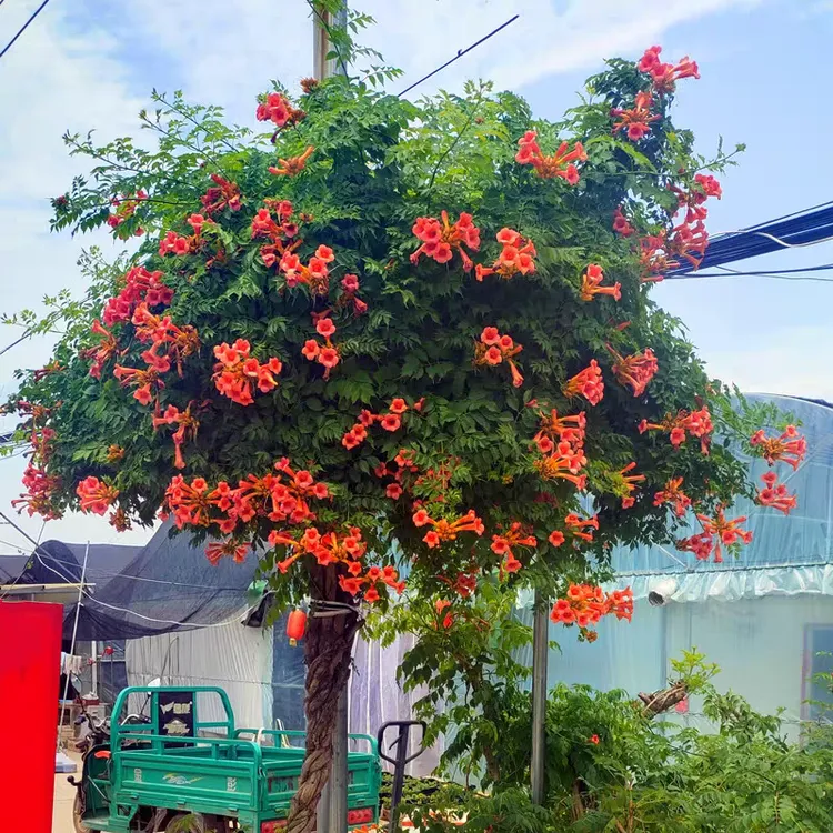 凌霄花苗炮仗花苗倒挂金钟藤萝花苗紫崴树庭院攀爬耐寒花卉植物