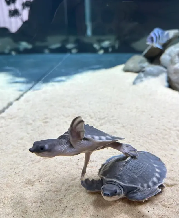 瑕疵猪鼻龟飞天龟招财龟龙鱼伴侣混养
