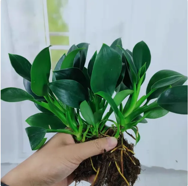 特级大盆金钻绿公主盆栽绿植室内花卉四季好养活净化空气植物除醛