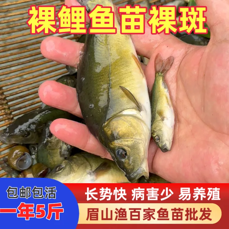 特大裸鲤裸斑三道鳞(论斤称)稻田鲤好养易活食用观赏鱼