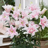 天狼进口种球百合爱莎木门等球根百合花庭院地栽易种花卉绿植盆栽