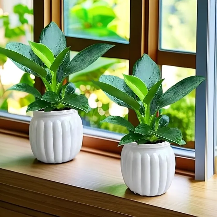【吸甲醛】金钻绿公主盆栽办公室室内四季常青净化空气客厅好养绿植