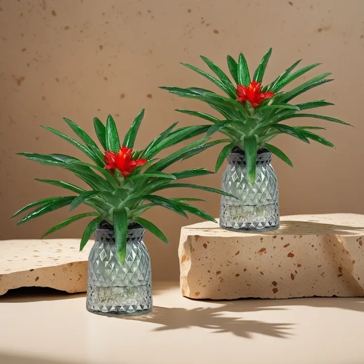 小红星鸿运当头盆栽植物年宵花好养活室内绿植花卉批发凤梨水培