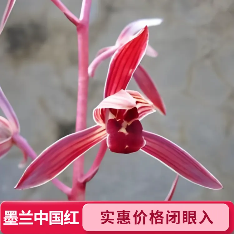 中国红兰花浓香好养的墨兰中国红室内花卉绿植盆栽中国红