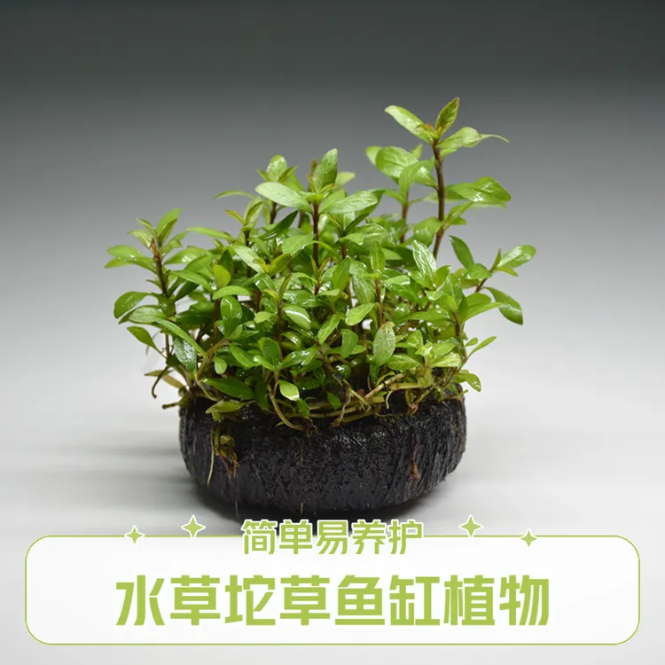 坨草套餐坨草合集新手懒人水草天胡荽爬地矮珍珠牛毛血红宫廷水草