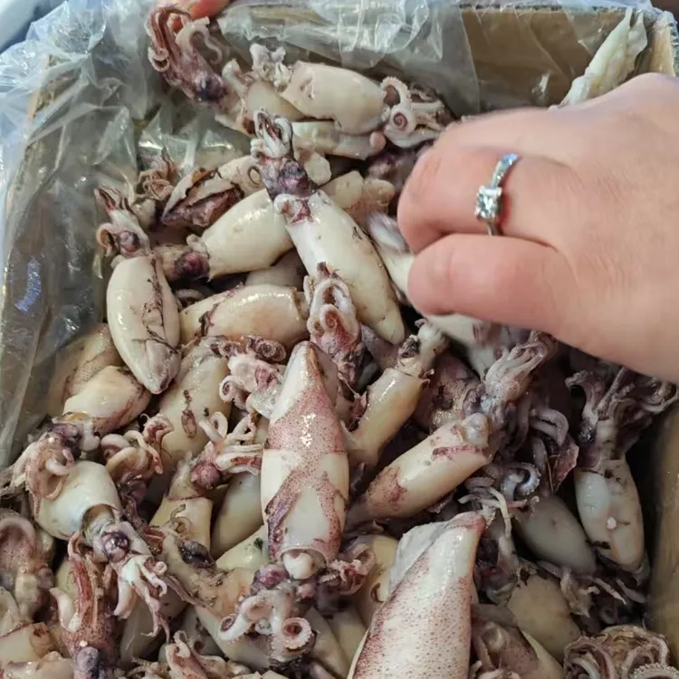 【直播福利】黄沙港籽乌野生船烫大乌子海兔净重5斤