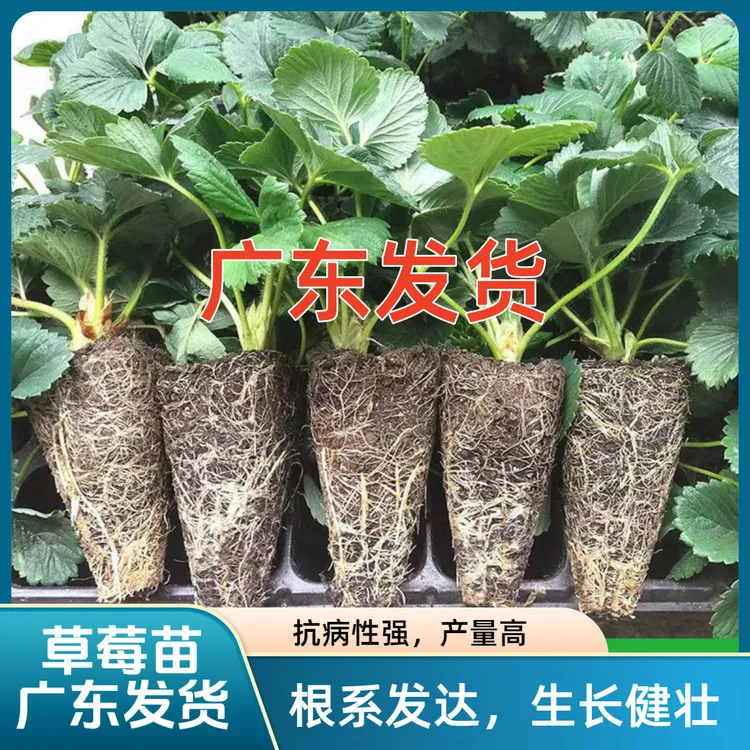 粉玉穴盘草莓苗广东发货海妈家同款草莓水果苗庭院阳台盆栽草莓苗