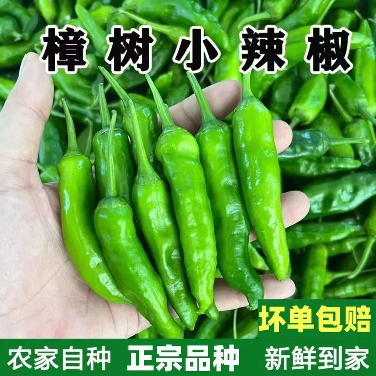 微辣）樟树小辣椒正宗新鲜富晒湖南品种小青椒微辣嫩青椒薄皮微辣