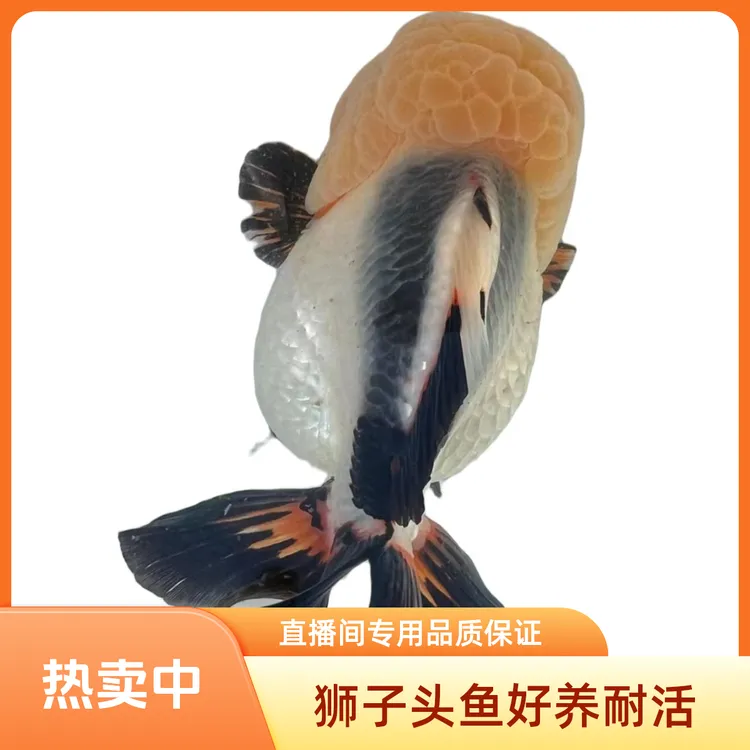 【新奇宠物】黑白熊猫玛丽短尾泰狮兰寿 直播专用售后需开箱视频