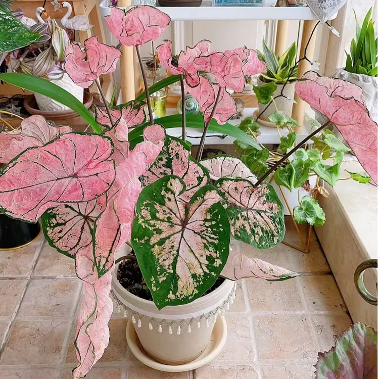 特价【粉色飞溅】彩叶芋种球原盆ins风耐晒好养颜色鲜艳正在出状态