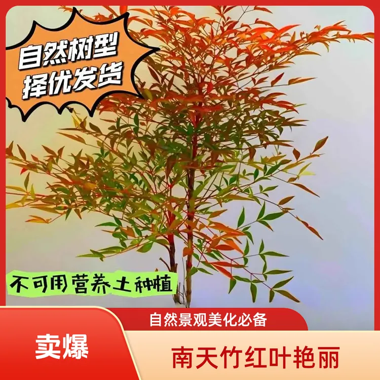 火焰南天竹四季红天竹盆景老桩树苗庭院室内万年红盆栽竹子X3