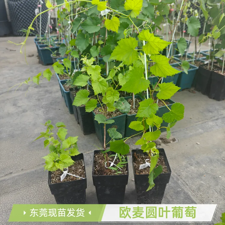 顺丰发货欧麦多季开花无籽自粉小苗大苗带盆带土圆叶葡萄葡萄树苗