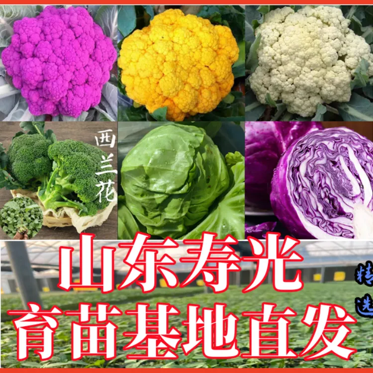 春秋种植叶菜合集精选西兰花苗白花菜苗秧甘蓝苗秧包菜苗带土发货