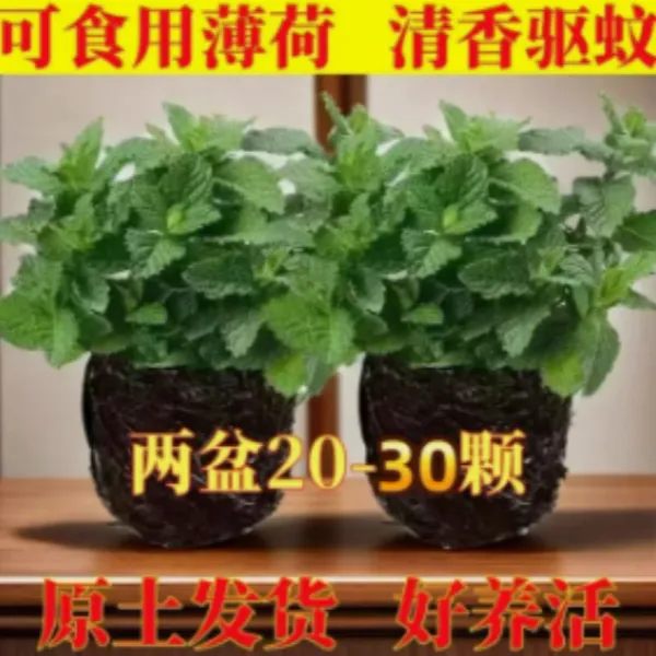 薄荷盆栽可食用泡茶四季常青好养易活留兰香薄荷叶苗阳台驱蚊植物