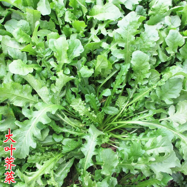 籽种拍三送一荠菜种子大全农家四季大叶春野菜种籽食用盆栽