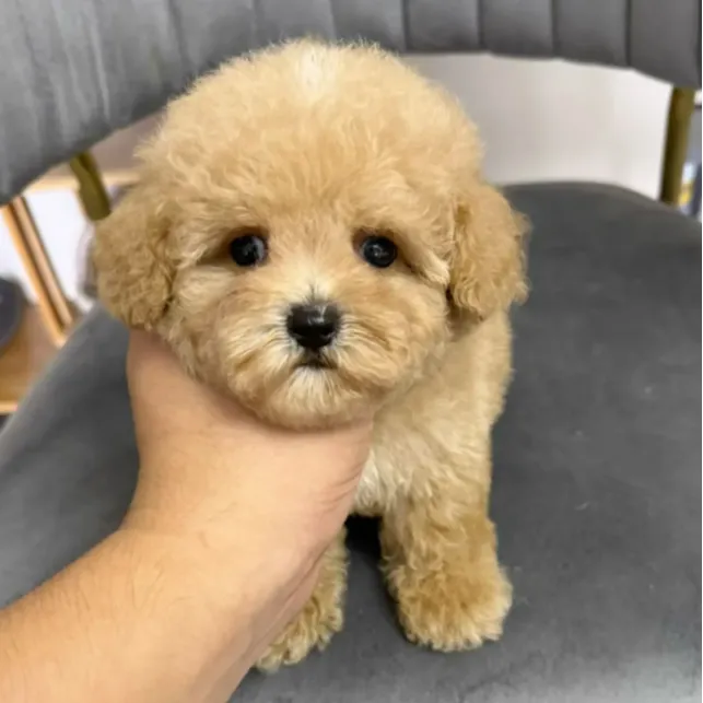 小体大眼爆毛萌系博美、比熊、泰迪熊长不大的狗狗