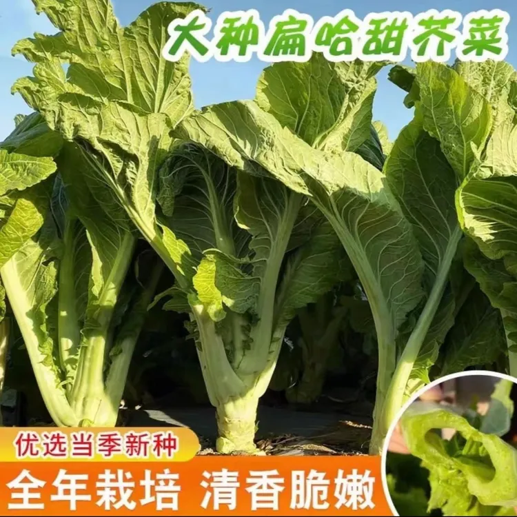 【大叶甜芥菜种子】阳台庭院四季盆栽种植农家菜园地芥兰蔬菜种籽