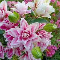 （牛家甄选）百合花云南直发