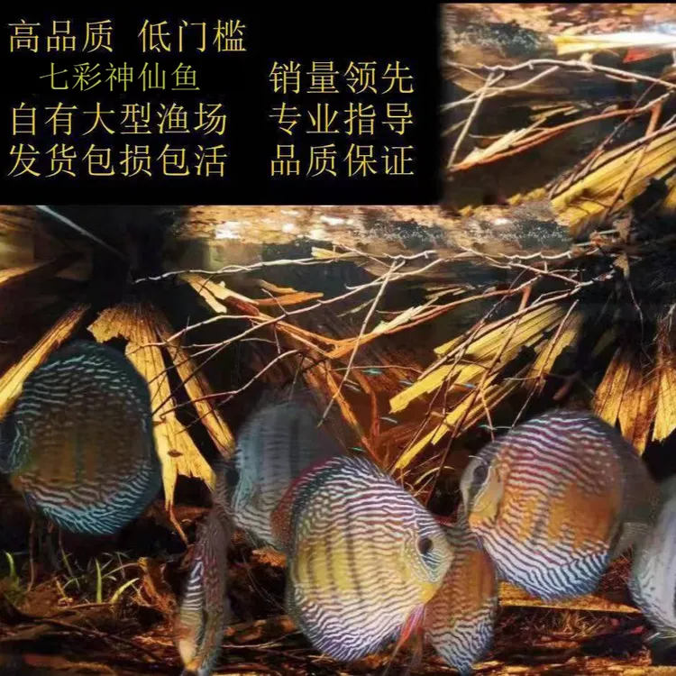 高品质观赏鱼热带淡水鱼七彩神仙养殖渔场直发野彩f1一栋包邮