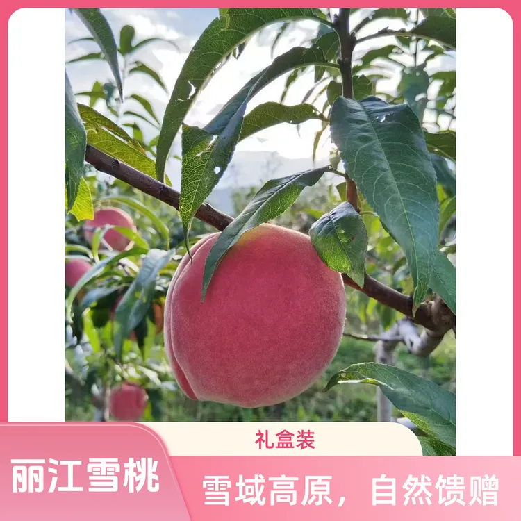 云南丽江雪桃，现摘现发。（不支持中途拦截，介意慎拍）