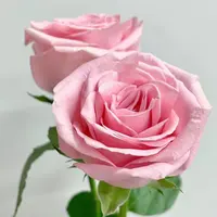 【云舍花卉】【方德荷冠】【春晓】单头玫瑰全场任意满2单及以上包邮