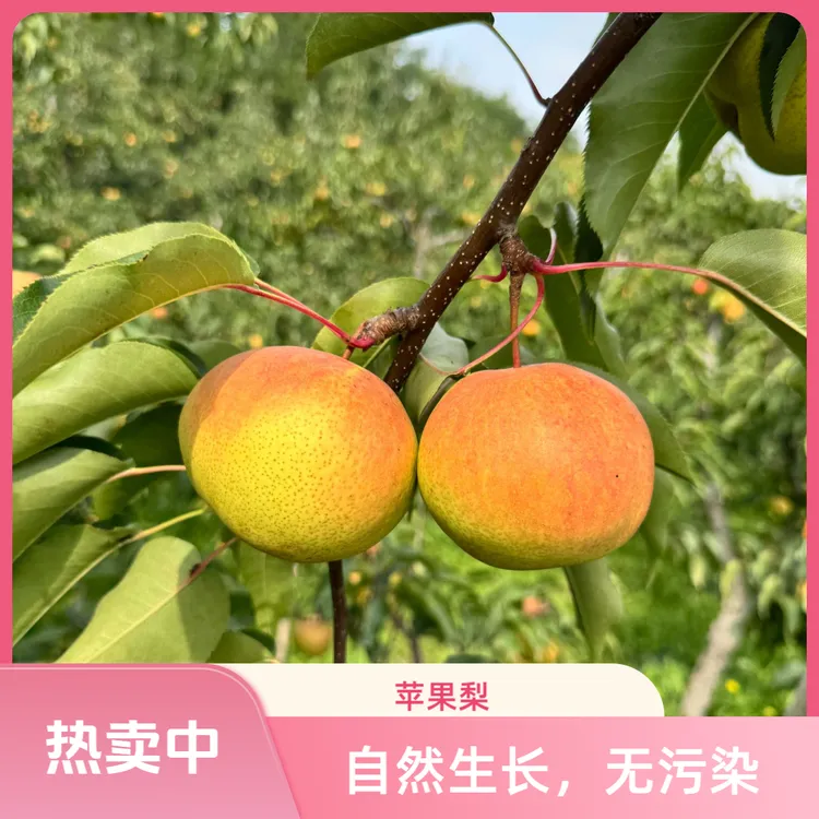 东北特产【苹果梨脆甜多汁】产地直发新鲜当季水果