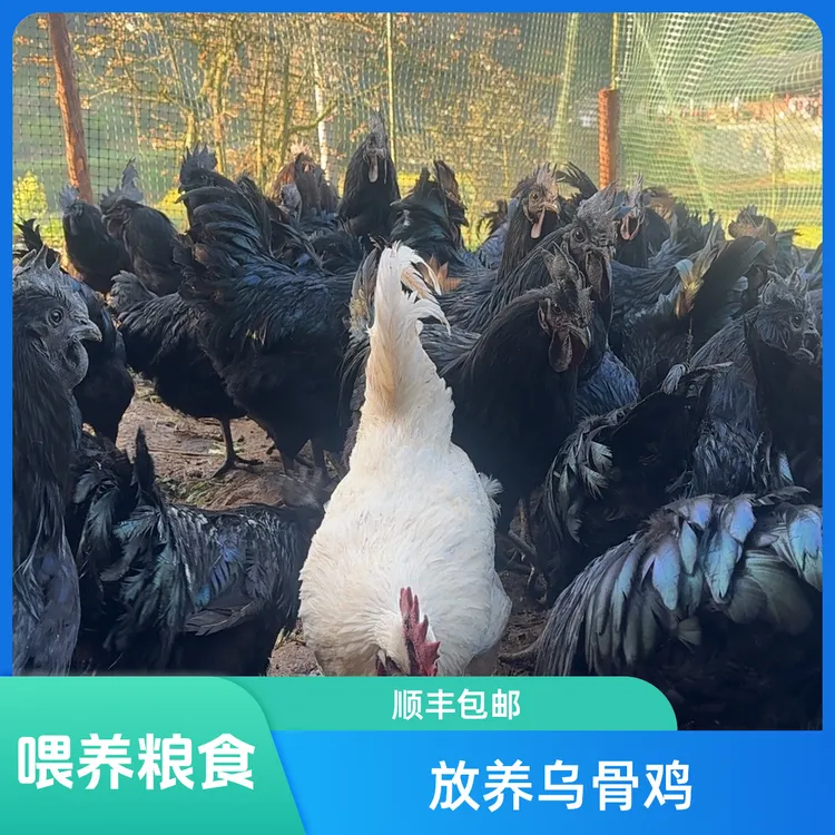 放养粮食喂养乌骨鸡【顺丰包邮】