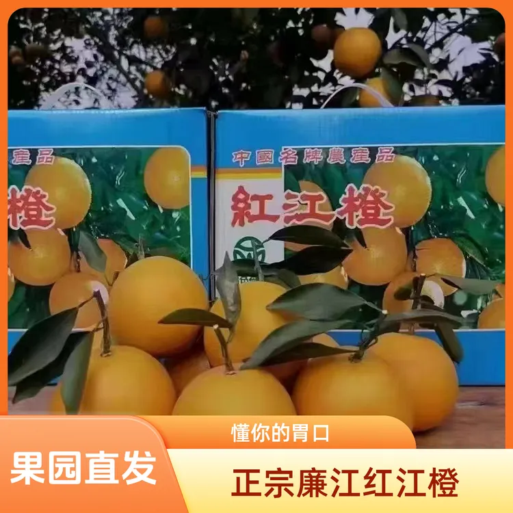 10斤红江橙自产自销廉江红江农场产地果肉细润新鲜广东湛江发货