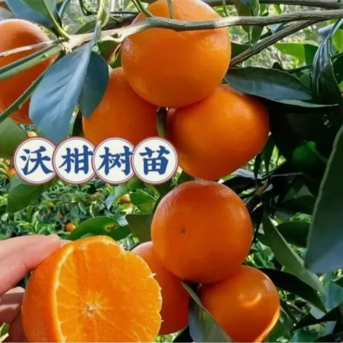 春狂沃柑果苗地哉盆栽均可南北方种植带果发货