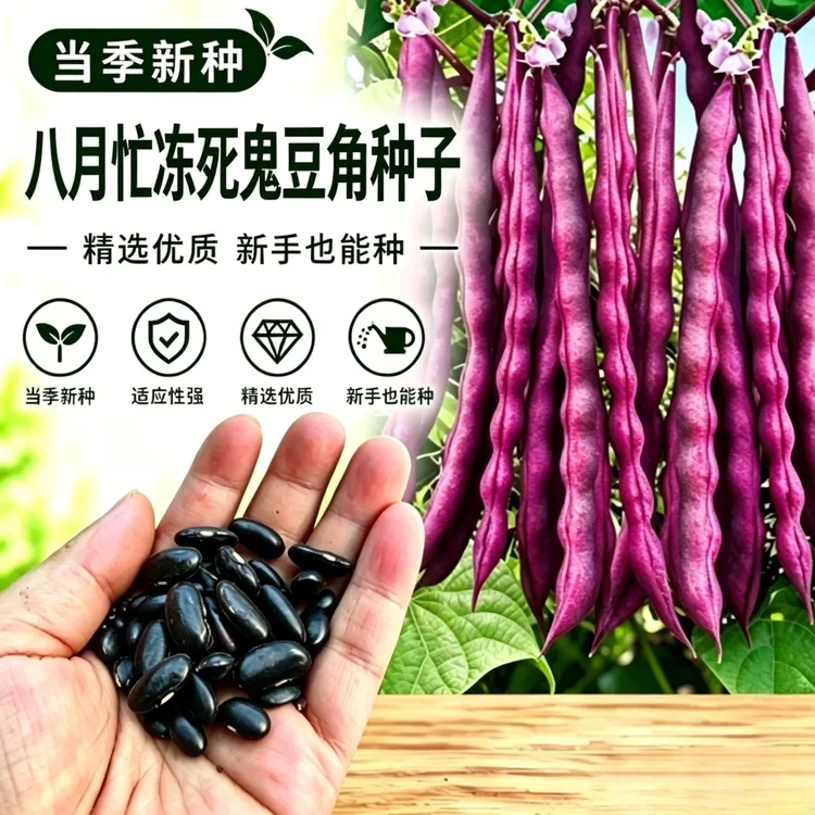 S【八月忙冻死鬼豆角种子】家庭阳台小院盆栽地栽商品图