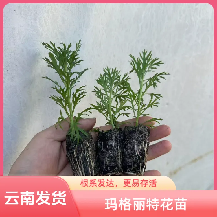 云南发货玛格丽特花苗盆栽室内外地栽花重瓣耐寒耐热绿植多季开花