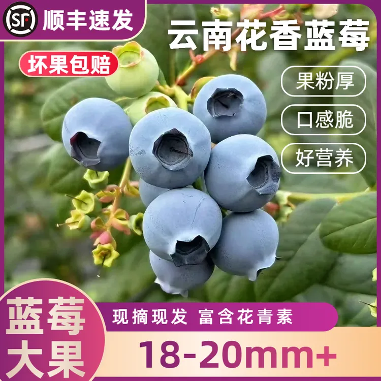 【顺丰】18mm+超大果125g/盒花香蓝莓新鲜采摘蓝莓大果特大