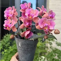 贵族品种 稀少2个花剑【开口笑】蝴蝶兰花期超长 易返祖