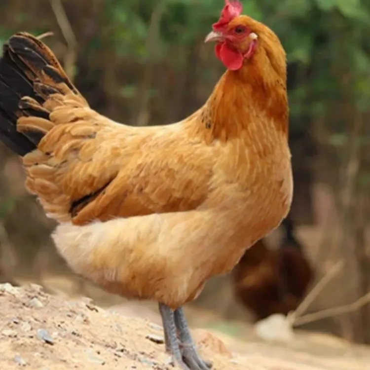 正宗山林散养土鸡老母鸡一只新鲜宰杀