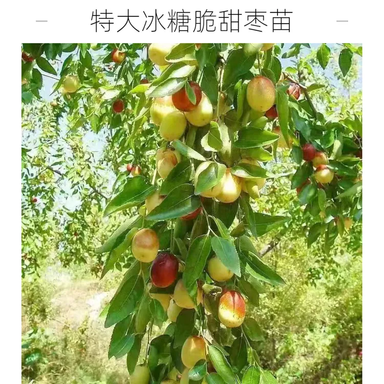 特大冰糖脆甜枣蟠枣冬枣果树苗耐寒盆栽地栽阳台小院南北方种植