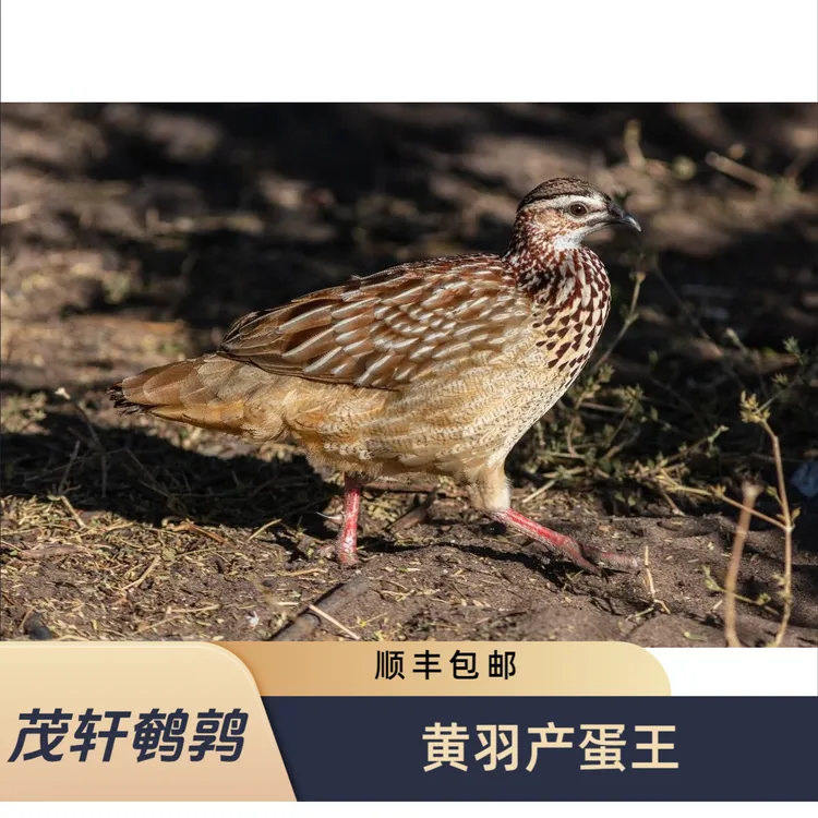 青年黄羽产蛋王鹌鹑顺丰包邮到家