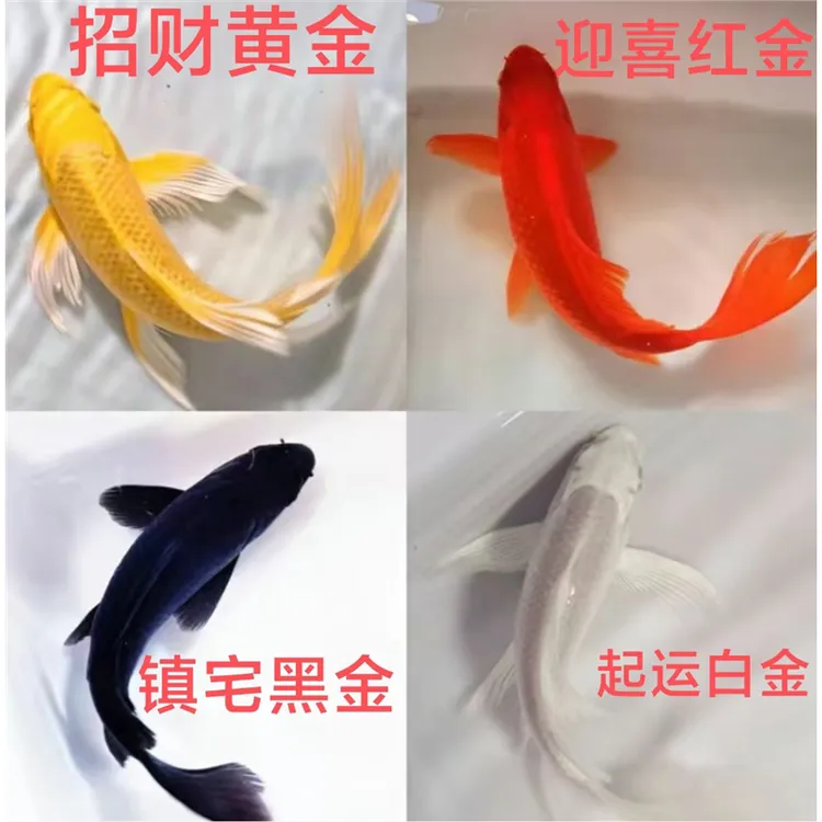 黑金锦鲤鱼活体包活到家(龙凤)黑金黄金锦鲤冷水观赏鱼鹦鹉白金