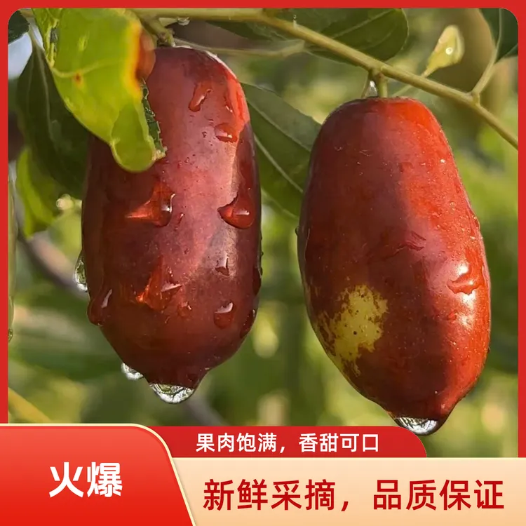宁夏灵武长枣新鲜水果现摘脆甜多汁当季鲜枣顺丰包邮