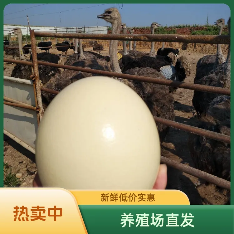 新鲜鸵鸟蛋顺丰包邮口感好实惠春节元旦好礼