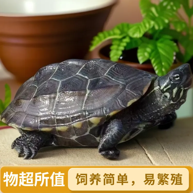 活体小乌龟中华草龟宠物墨龟龟苗乌龟活体乌龟宠物活龟宠物龟