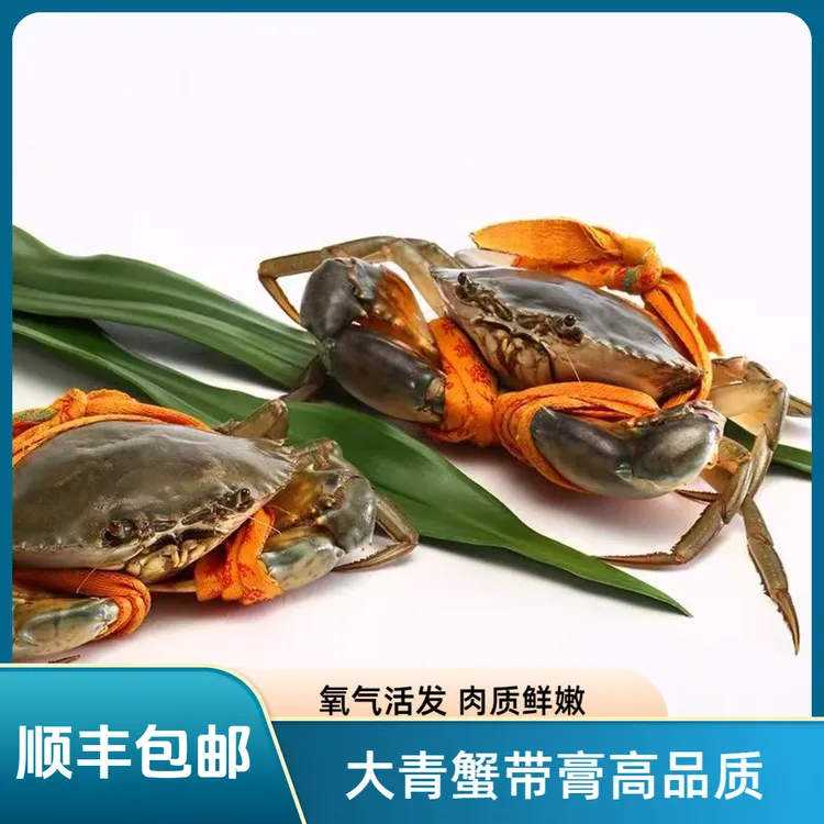 【青蟹】现称链接 带膏青蟹 高品质 打氧气活发
