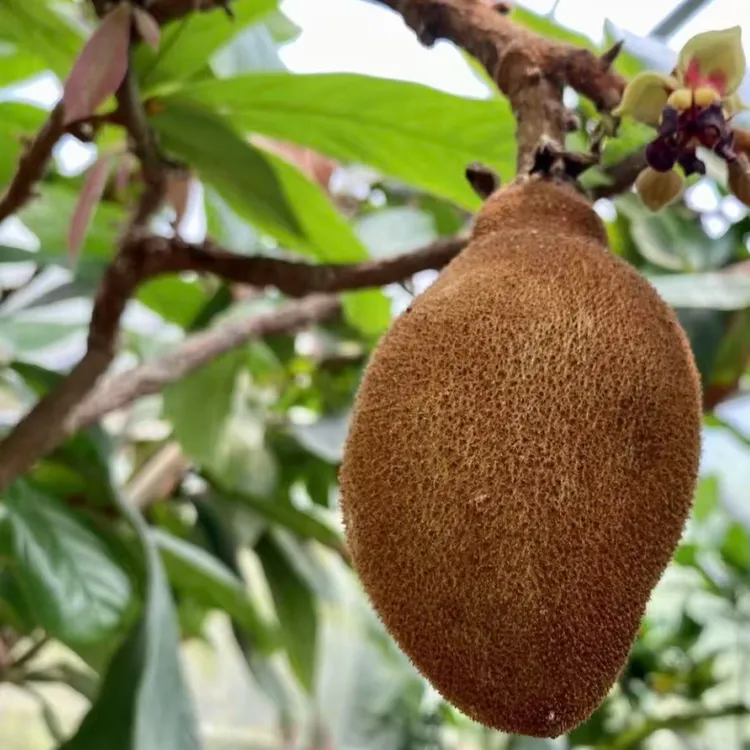 【古布阿苏果】树苗耐寒新品种南方北方盆栽地栽种植古布阿苏果树苗