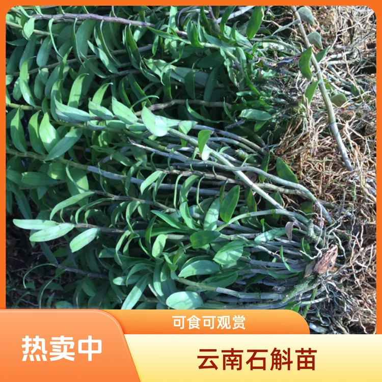 云南基地直发正宗石斛花铁皮石斛种植苗盆栽可食用可开花