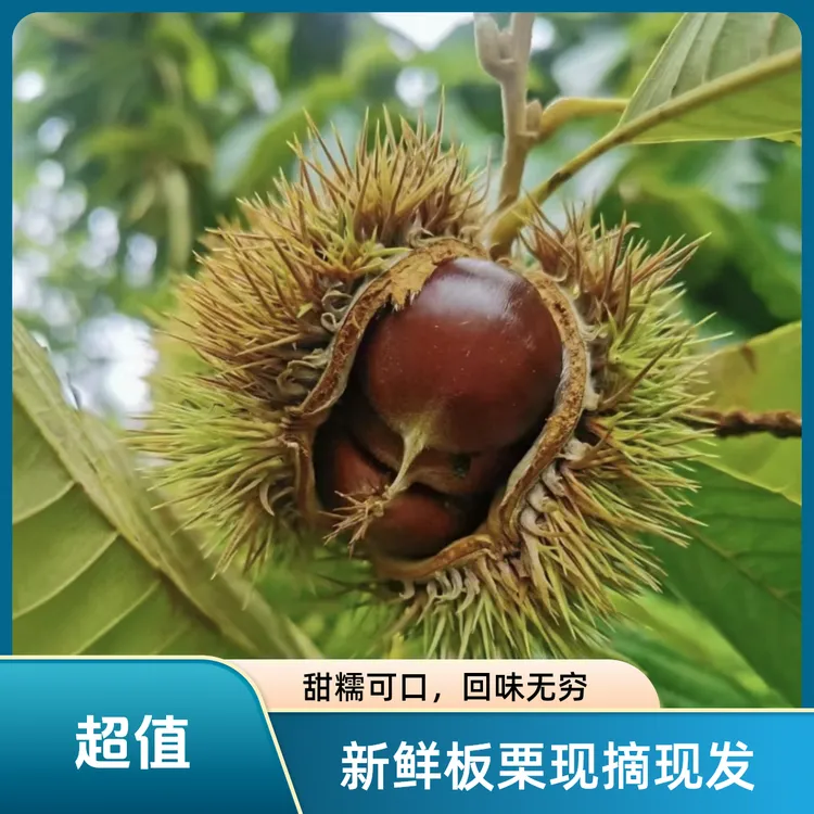 恩施农家新鲜板栗现摘新鲜生板栗生非油栗毛栗子板栗生新鲜包邮