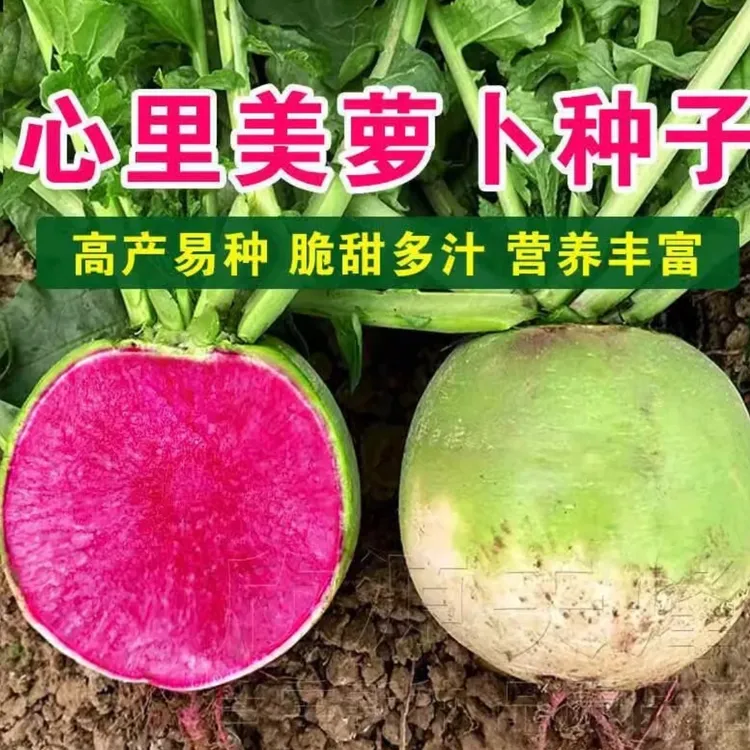 心里美胭脂红水果萝卜生吃泡菜脆甜口感四季种植萝卜种子（拍2送1）