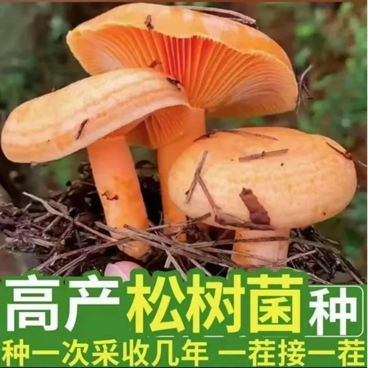 【只发菌包】乌纵菌黄枞菌包室外室内种植四季松树菌野生