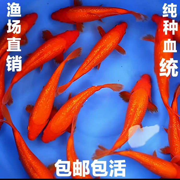 锦鲤观赏鱼闪鳞火鲤红锦鲤兴旺鱼冷水淡水鱼室内鱼缸庭院池活体