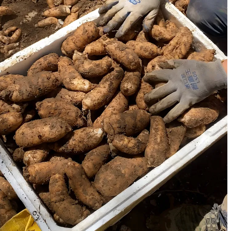 天麻锅高山菜麻湖北原生态天麻滋补养生有机滋补食材非云南天麻