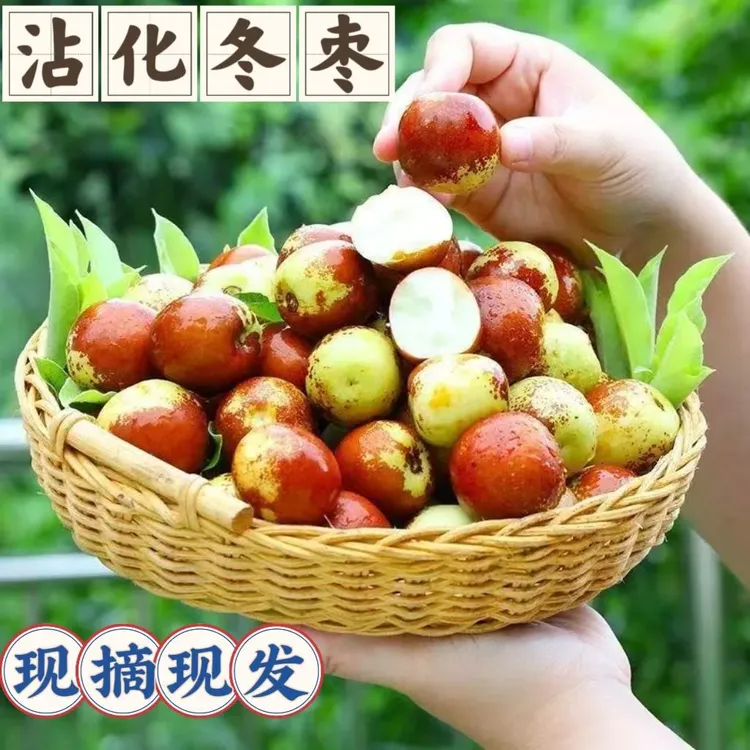 山东沾化冬枣[现摘现发]精品大果新鲜水果冰糖冬枣整箱